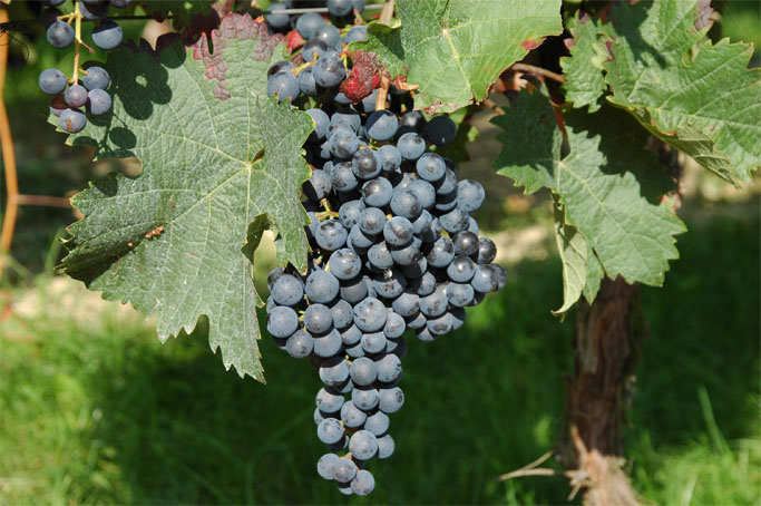 Weingut Rotweine – Feldmann